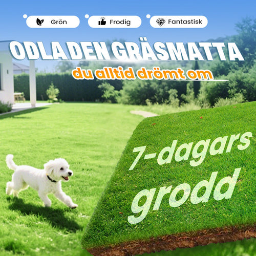 Gräsfrön för gräsmatta och golfbana