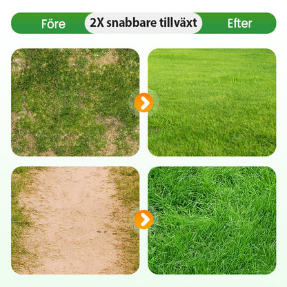Gräsfrön för gräsmatta och golfbana