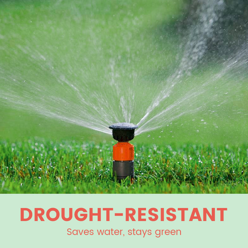 Gräsfrön för gräsmatta och golfbana