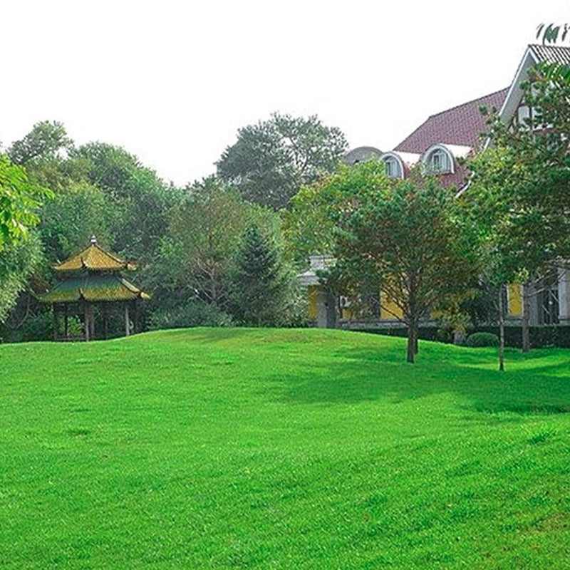 Gräsfrön för gräsmatta och golfbana